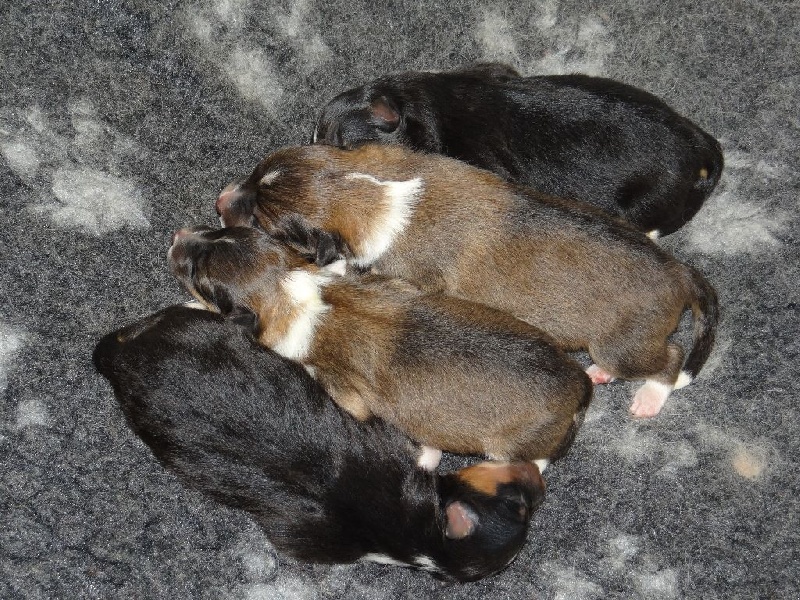 Marywold's - Shetland Sheepdog - Portée née le 22/03/2014