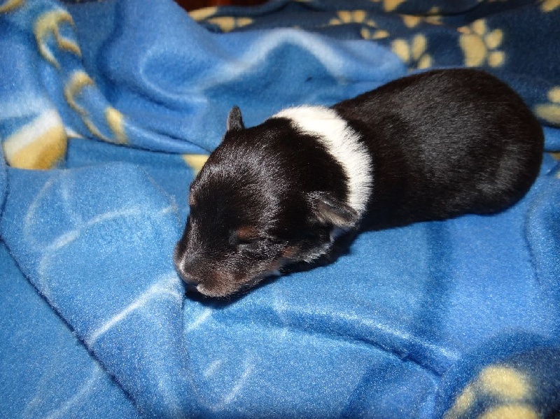 Marywold's - Shetland Sheepdog - Portée née le 10/01/2016