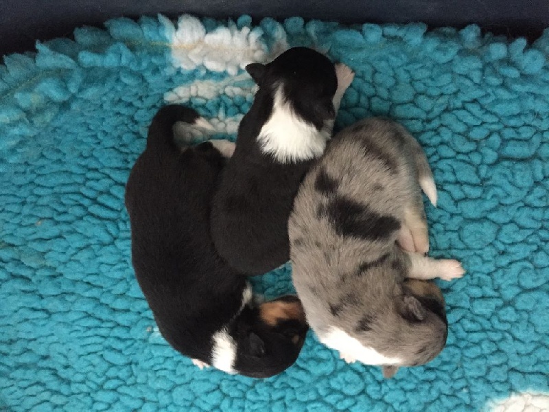 Marywold's - Shetland Sheepdog - Portée née le 22/09/2015