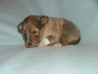 CHIOT