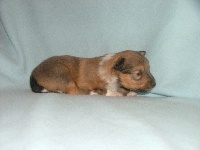 CHIOT