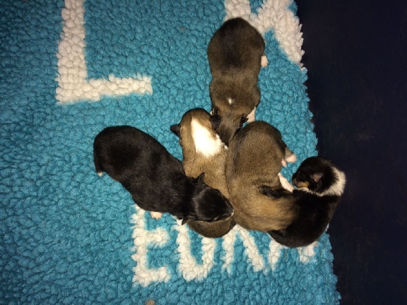 Marywold's - Shetland Sheepdog - Portée née le 23/10/2016